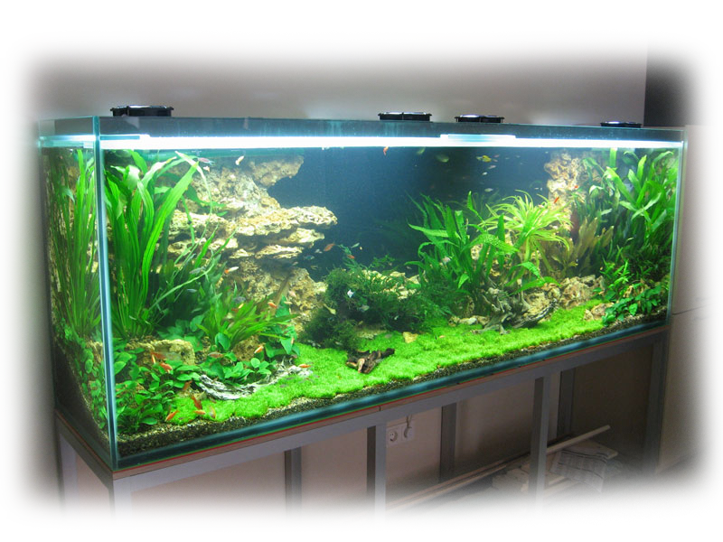 Аквариумный дизайн: как красиво обустроить аквариум (фото)